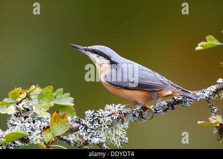 Kleiber (Sitta Europaea) sitzt auf einem Ast mit Flechten bedeckten im Herbst, Neunkirchen im Siegerland, North Rhine-Westphalia Stockfoto