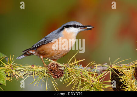 Kleiber (Sitta Europaea) sitzt auf einem Ast mit Flechten bedeckten im Herbst mit Sonnenblumen Samen im Schnabel Stockfoto