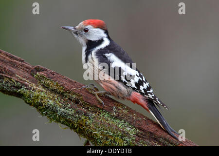 Middle Spotted Woodpecker (Dendrocopos Medius), thront Stockfoto