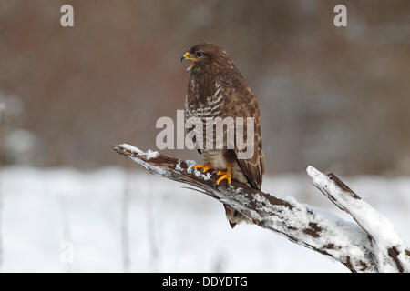 Bussard (Buteo Buteo) thront auf einem Toten Schnee bedeckten Ast Stockfoto