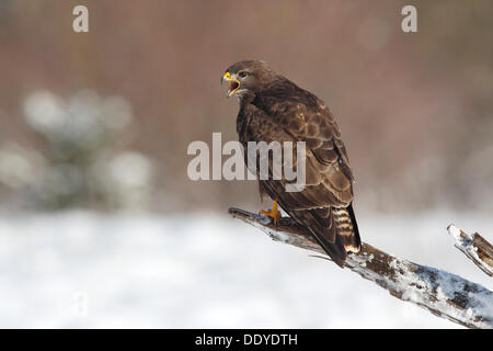 Bussard (Buteo Buteo) thront auf einem Toten Schnee bedeckten Ast Stockfoto