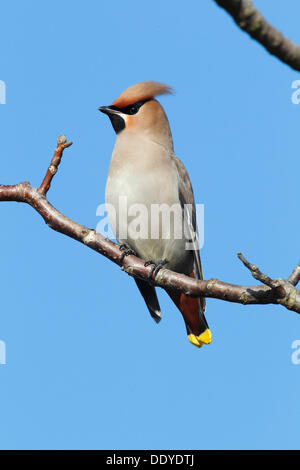 Böhmische Seidenschwanz (Bombycilla Garrulus) thront auf einem Ast Stockfoto