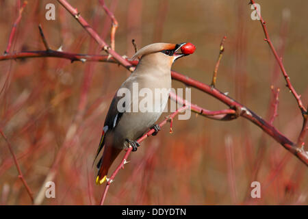 Böhmische Seidenschwanz (Bombycilla Garrulus) Essen eine Hagebutte Stockfoto