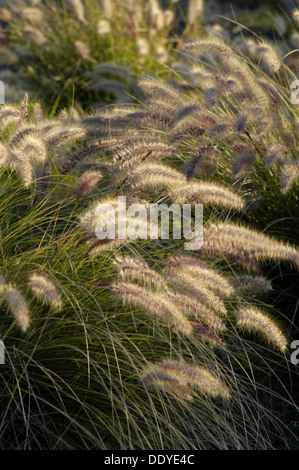 Cortaderia selloana pumila Pampas Gras Stockfoto