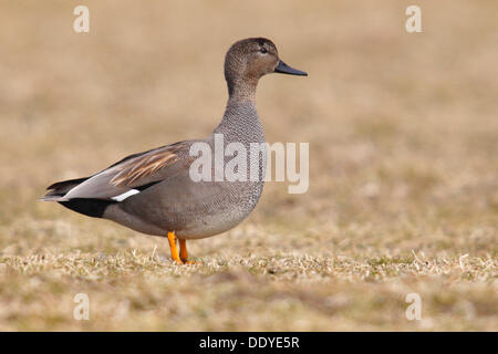 Gadwall (Anas Strepera), Drake, stehend auf einer Wiese Stockfoto