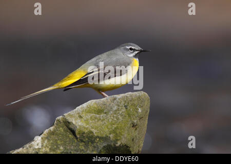 Graue Bachstelze (Motacilla Cinerea), männliche auf einem Stein sitzend Stockfoto