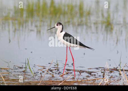 Gleitaar Stelzenläufer, gemeinsame Stelzenläufer oder Pied Stelzenläufer (Himantopus Himantopus), stehen im flachen Wasser Stockfoto