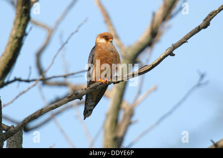 Red-footed Falcon (Falco Vespertinus), thront auf einem Ast weiblich Stockfoto