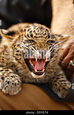 Leopard (Panthera Pardus) Cub in Ranthambore Tiger Reserve in Nord indischen Bundesstaat Rajasthan, Indien Stockfoto