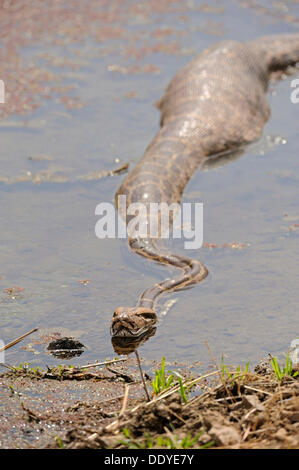 Indischer Rock Python (Python aus) mit einem vollen Bauch in einem stream Stockfoto