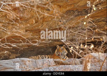 Tiger (Panthera Tigris) ruht in einer Höhle Stockfoto