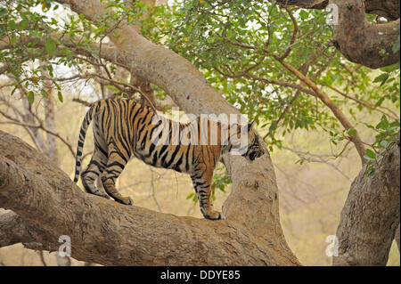 Tiger (Panthera Tigris) einen Ficus-Baum klettern Stockfoto