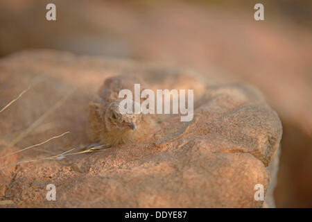 Bemalte Sandgrouse (Pterocles Indicus) Küken auf einem Felsen Stockfoto