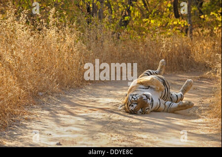 Tiger (Panthera Tigris) Rollen auf dem Rücken auf einen Waldweg Stockfoto