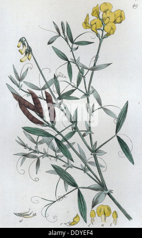 Meadow Vetchling (Lathyrus pratensis), 1804-1811. Artist: Johan Wilhelm Palmstruch Stockfoto