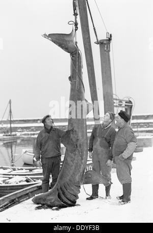 Außergewöhnliche Fänge aus dem Öresund; ein riesenhaie, Landskrona, Schweden, 1965. Artist: Unbekannt Stockfoto