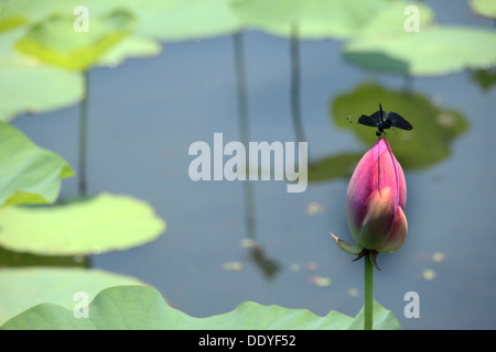 Libelle auf lotus Stockfoto