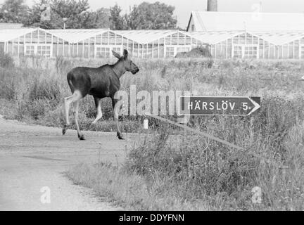 Ein Elch scheinbare ein Schild zu folgen. Glumslöv, Schweden, 1981. Artist: Unbekannt Stockfoto