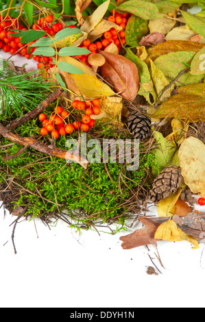 Blätter im Herbst Stockfoto