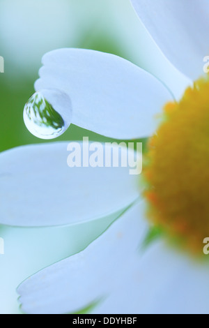 Wassertropfen auf Rasen daisy Stockfoto