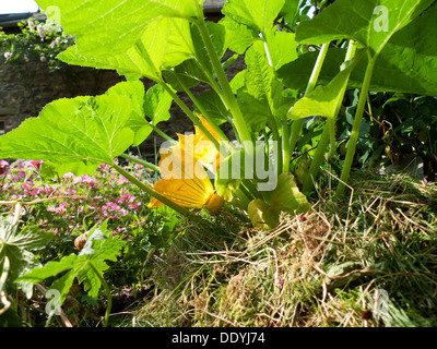 Mulch eine gelbe Zucchini Pflanze zu schützen und verhindert Feuchtigkeitsverlust im heißen Sommer Wetter 2013 Wales UK KATHY DEWITT Stockfoto