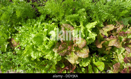 Eine gemischte Auswahl an roten und grünen Kopfsalat wächst neben Karotten im Sommer von oben gesehen, in einem Garten in Wales UK KATHY DEWITT Stockfoto