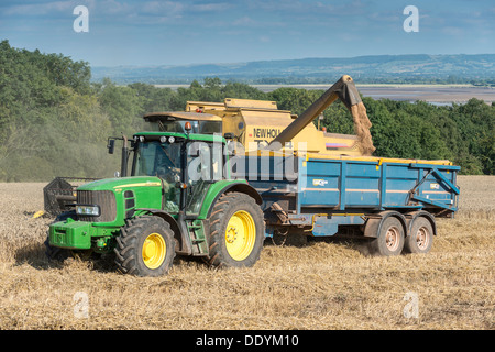 Korn in Anhänger von Mähdrescher gegossen wird, nach der Ernte im Spätsommer in Feld Gloucestershire England UK Stockfoto