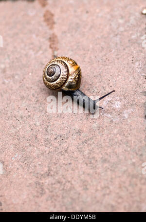 Wäldchen Schnecke (Arianta Arbustorum) Stockfoto