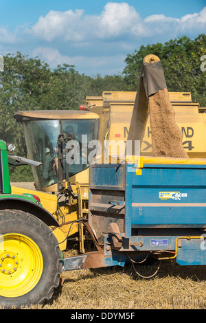 Korn in Anhänger von Mähdrescher gegossen wird, nach der Ernte im Spätsommer in Feld Gloucestershire England UK Stockfoto