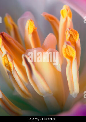 Tulpe (Tulipa), Nahaufnahme Stockfoto