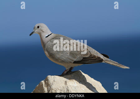 Collared Dove (Streptopelia Decaocto) thront auf einem Felsen Stockfoto