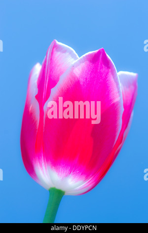 Tulpe und blauer Himmel Stockfoto