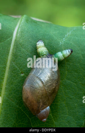 Green-banded Broodsac (Sporozyste Paradoxum), eine parasitäre Flatworm auf ein Amber-Schnecke (Succinea Putris), Filz, Wörgl, Tyrol Stockfoto