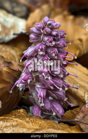 Gemeinsame Toothwort (Lathraea Squamaria), Kramsach, Tirol, Österreich, Europa Stockfoto