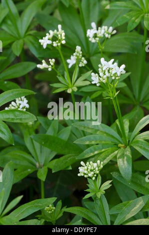 Waldmeister (Galium Odoratum), Perchtoldsdorf, Niederösterreich, Österreich Stockfoto