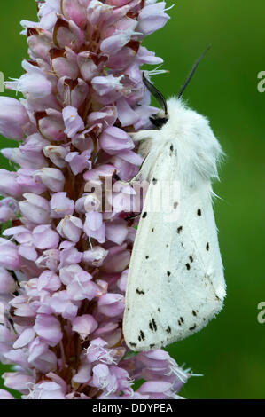 Weiße Hermelin (Spilosoma Lubricipeda), Filz, Wörgl, Tirol, Österreich, Europa Stockfoto