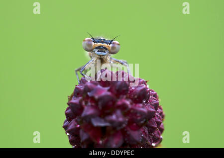 Azure Damselfly (Coenagrion Puella), Weiblich, Filz, Wörgl, Tirol, Österreich, Europa Stockfoto