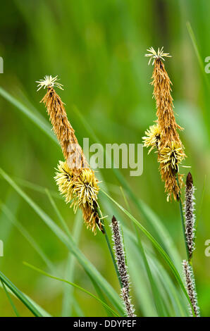 Kleiner Teich-Segge (Carex Acutiformis), Stans, Tirol, Österreich, Europa Stockfoto