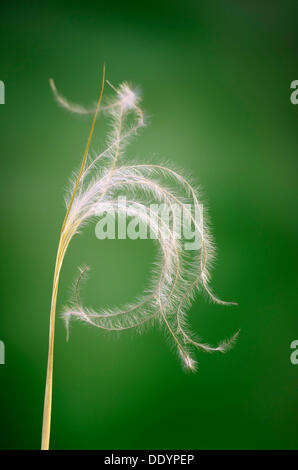 Arten von Federgras (Stipa Eriocaulis), Perchtoldsdorfer Heide Heide, Perchtoldsdorf, untere Austria, Österreich, Europa Stockfoto