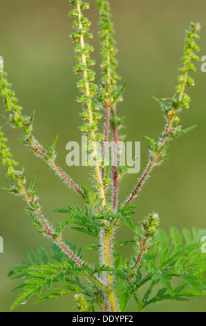 Beifußblättrige Ambrosie (Ambrosia Artemisiifolia) Stockfoto