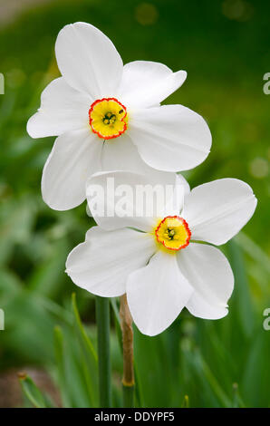 Des Dichters Narzisse, Fasan Auge oder Pinkster Lily (Narcissus Poeticus) Stockfoto