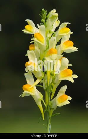 Gemeinsamen Leinkraut, gelbes Leinkraut oder Butter-and-eggs (Linaria Vulgaris) Stockfoto