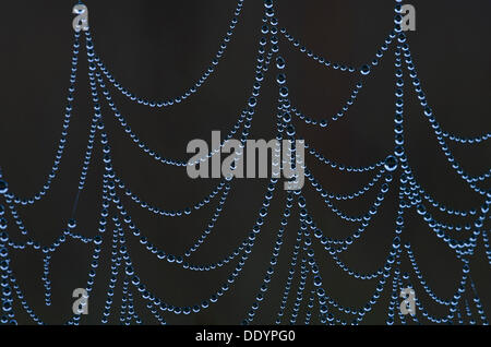 Spinnennetz mit Tautropfen Stockfoto