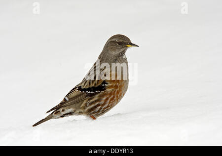 Alpine beobachtet (Prunella Collaris) im Schnee Stockfoto