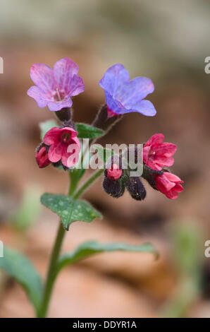 Lungenkraut (Pulmonaria Officinalis) Stockfoto