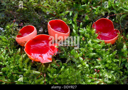 Scarlet Cup, scharlachrote Elf Cup oder GAP (Sarcoscypha Coccinea) Stockfoto