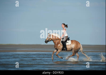 Frau im Galopp auf einem Haflinger-Pferd durch das Wasser am Strand Stockfoto