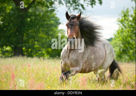 Belgische Zugpferd im Galopp über eine Wiese Stockfoto