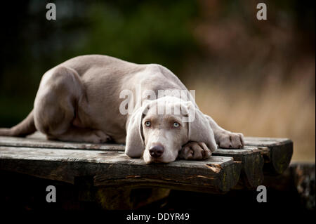 Weimaraner Welpe draußen auf einem Tisch liegend Stockfoto