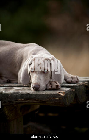 Weimaraner Welpe draußen auf einem Tisch liegend Stockfoto